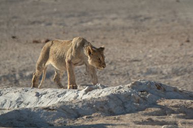 a young lion walks in the dry sands of the desert in the evening light.