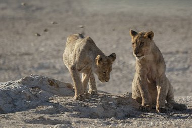 young wild lions at the waterhole in etosha national park, namibia