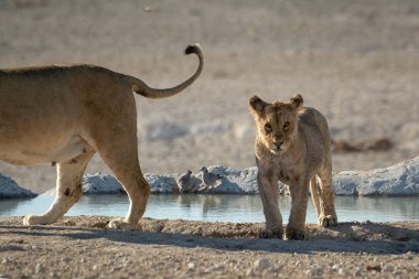 Namibya 'da Etoşa' da bir aslan