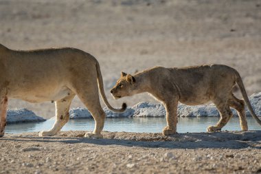 two young female wild waterlions walking and drinking water in etosha national park, namibia, africa.