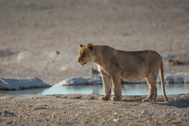 young african lion drinking in the hole