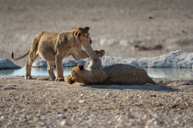Bir çift genç aslan çöldeki kuru bir su birikintisinde savaşıyor.