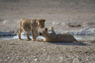 bir dişi ve erkek aslan içme suyu