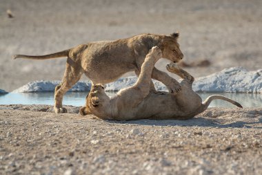 İki vahşi aslan su birikintisinde birbirleriyle oynuyorlar.