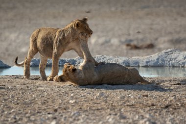 Namibya 'daki Etoşa Ulusal Parkı' nda dişi bir aslanla bir erkek aslan. Afrika.