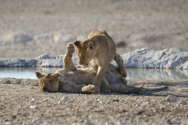 Etoşa Ulusal Parkı, Namibya 'daki aslan ailesi.
