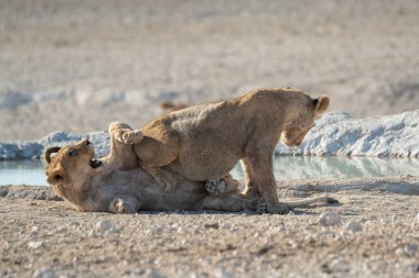 Yavrusuyla birlikte Güney Afrika 'daki Kruger Ulusal Parkı' nda oynayan bir erkek aslan..