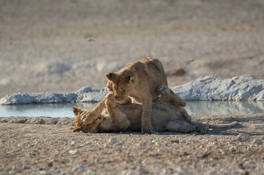 Namibya 'da etosha' da aslan ve aslan içme suyu