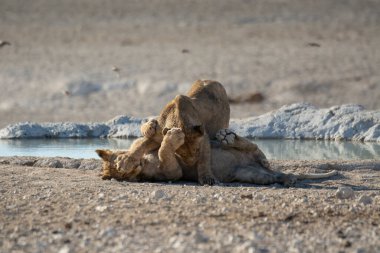 lion drinking from a dead tree in etosha national park, namibia.