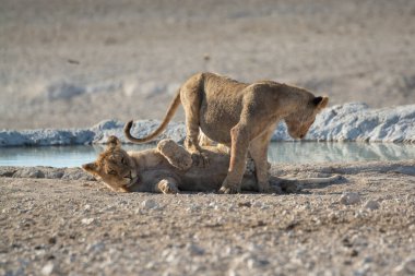 Afrika aslanı Güney Afrika 'daki Kruger parkında.