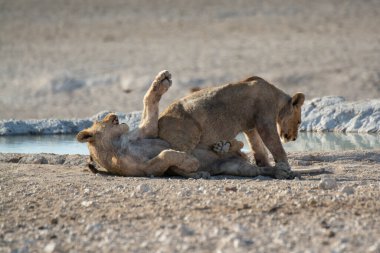 Etoşa Ulusal Parkı 'nda aslan yavrusu