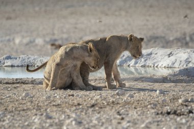 a young lion with a cub walking on the road
