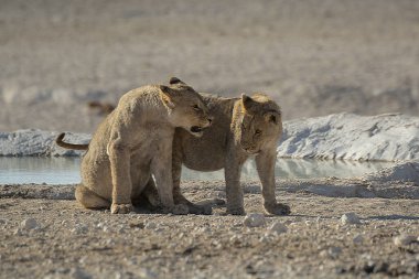 Namibya savanındaki aslan