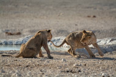 Namibya 'daki Etosha Milli Parkı' nda Aslan