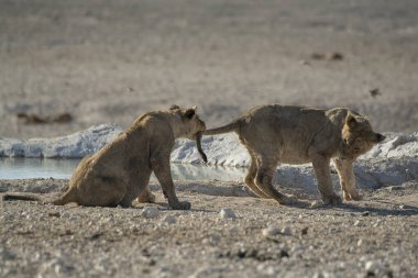 Aslan etkin ulusal park, Namibya