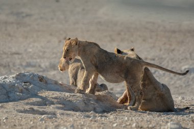 Namibya 'daki Etoşa Ulusal Parkı' nda aslan ailesi.