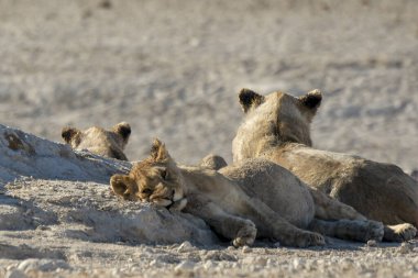 lion cub resting in etosha, park, namibia