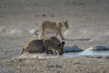 Etoşa 'daki su birikintisi