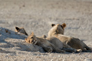 lion cub resting on dry ground