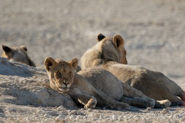 lion family playing at the etosha namibia