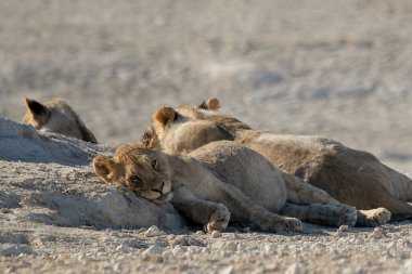 Namibya 'daki Etoşa Ulusal Parkı' nda bir grup aslan.