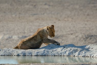 Afrika Namibya 'daki Etoşa Ulusal Parkı' ndaki su birikintisinde aslan var.