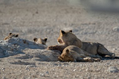 lions resting at the dry sand in etosha national park