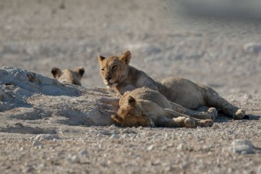 a lion cub playing with a mother in the etosha national park, namibia