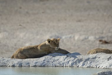 Bir dişi aslan yerde dinleniyor.
