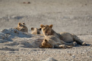 Savanadaki vahşi aslanlar