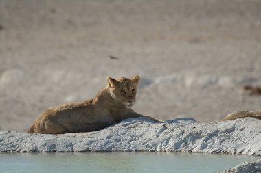 Genç beyaz bir kadın gölün suyunda dinleniyor.
