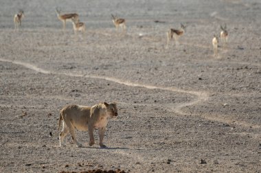 Kenya bozkırında bir grup vahşi hayvan.