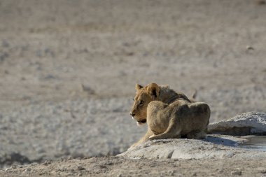Etoşa 'da yatan dişi ve erkek bir aslan.