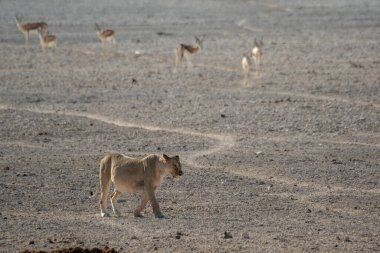 Çölün ortasında kuru bir kum yolunda yürüyen vahşi bir aslan sürüsü.