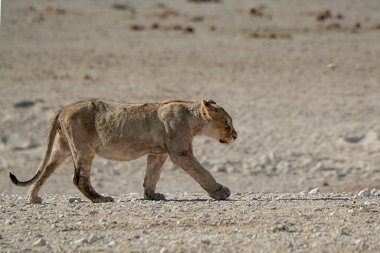 a lion walking in the sand of the desert
