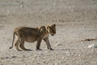 lion cub walking at the sand hole
