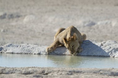 Etoşa sularındaki genç dişi aslan.