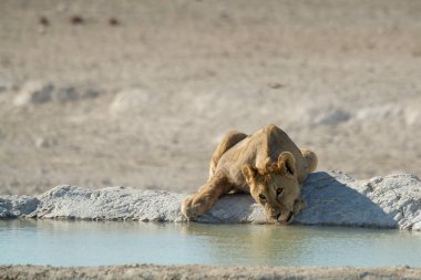 Afrika aslanı su birikintisindeki delikten su içiyor..