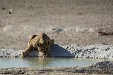 Afrika aslanı Kruger Park, Güney Afrika 'da Felidae familyasından Specie Panthera Leo