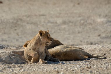 Aslan yerde dinleniyor.