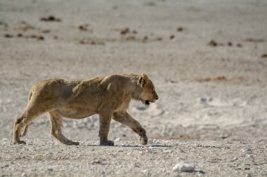 Namibya çölünde aslan