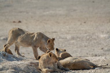 Namibya 'daki vahşi aslanlar