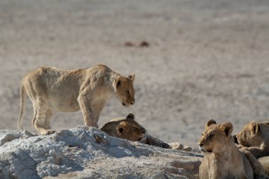 wild white lions walking on the dry ground in the chobe chobe national park, chochochobe, botswana, africa