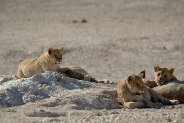 lion resting in the desert in namibia