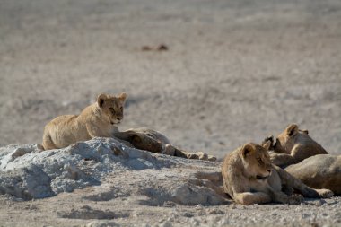 Etoşa 'daki aslan ailesi.