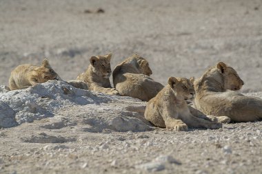 Aslan etkin Milli Parkı'nda