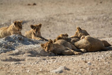 a group of lions in the sand of the sha