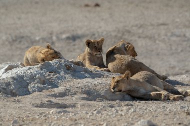 wild african lion, panthera leo, male and female in etosha national park, namibia