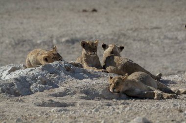 sha nehrinin kumlarında bir grup genç aslan.