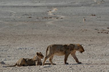 Çöldeki genç aslan.